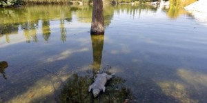 Ratas en el parque de cabecera